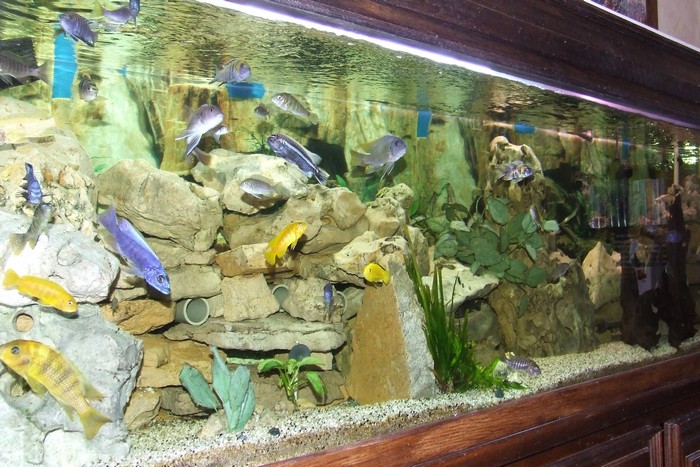 aquarium 600L